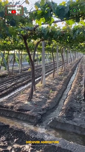 Introducing our innovative new flood irrigation system designed to enhance agricultural productivity while conserving water resources. This advanced system ensures that crops receive the optimal amount of moisture, promoting healthy growth and maximizing yields. By utilizing controlled flooding techniques, we can reduce water waste and improve soil health. The system is suitable for various crop types and can be adapted to different field layouts, making it a versatile solution for farmers looki