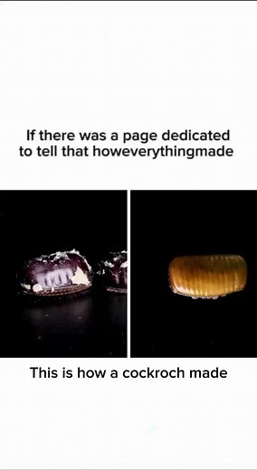 Cockroach Reproduction: From Eggs to Adults