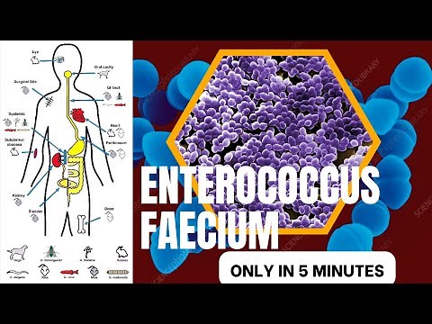 enterococcus microbiology lecture ||enterococcus faecium||Easy microbiology