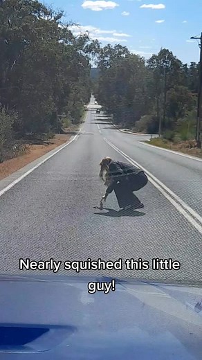 #bravewoman #bobtail #lizardsoftiktok #totherescue #bloodylegend #Australia #westernaustralia #awesomeness #viral #fypシ #foryoupage #fyp #aussies #almostdead