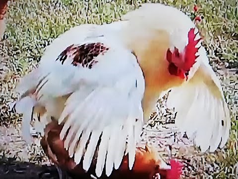 Isa Brown rooster crowing mating