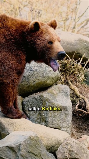 How Powerful Is a Brown Bear?