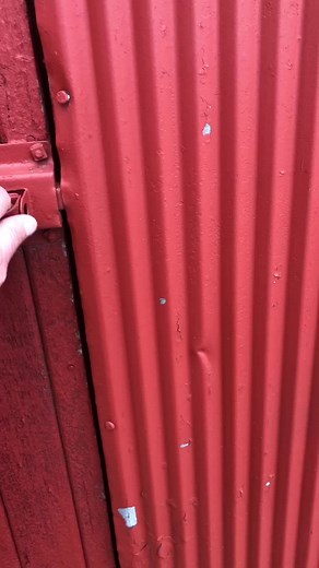 Discover the Joy of Pygmy Goats in the Morning