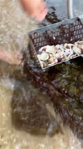 Beach Cleanup Treasure Hunt 💎 Found a Diamond Ring for a Proposal!