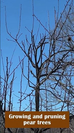 Growing and pruning pear trees