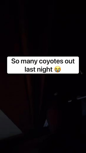 1.2M views · 66K reactions | This is why we have 3 Great Pyrenees | Fixedblade0124 | Facebook