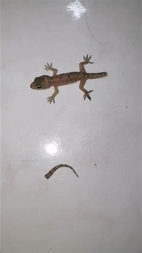 Why does a lizard shed its tail? #shorts