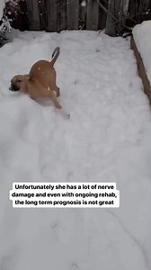 2.7K views · 446 reactions | Gracie was brought to us after she was...