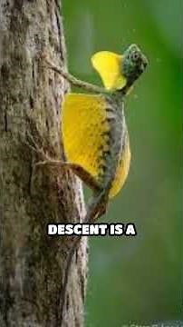 How Flying Lizards Glide: Physics in Action #short#mindmatter #DracoLizard #AnimalFacts #Wildlife