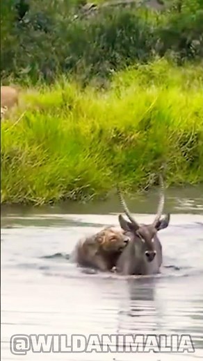 Lion vs Antelope: A Thrilling Fight For Survival