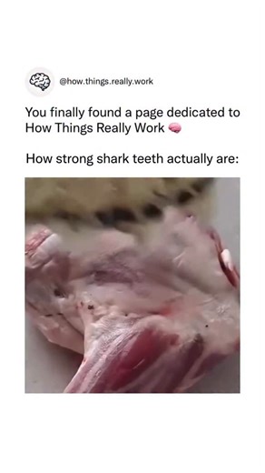 How Things Really Work on Instagram: "Shark teeth are incredibly strong because they’re built from dentin coated with an enamel-like material called enameloid, which is tougher and more fracture-resistant than human enamel. This structure spreads bite forces efficiently, letting sharks shear through bone, shell, and dense flesh. Their serrated edges act like natural saw blades, increasing cutting power with every bite. Sharks also constantly replace their teeth—some species grow tens of thousand