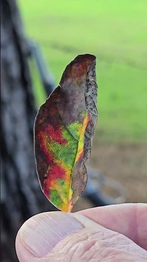 Marlin 1894 Trapper 10mm - Beautiful Color - One of a Kind!