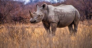 Explore Africa’s Amazing Animals