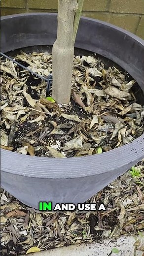 Citrus Tree Container Size Guide - Get More Fruit!