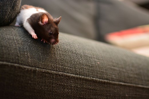 7 Humane Solutions to Rat and Mice Infestations