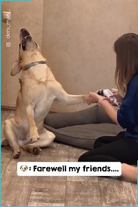 15M views · 185K reactions | Give this dog an Oscar... 藍 | The Woof World | Facebook