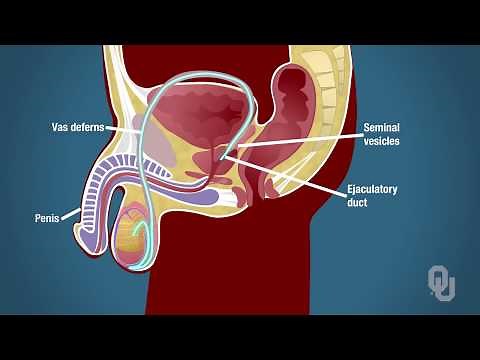 Male Reproductive System Human Physiology Functional Anatomy