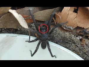 14 DEADLIEST SPIDER BITES