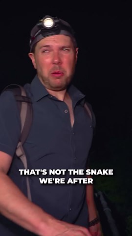 Giant Python Found in Urban Sewer