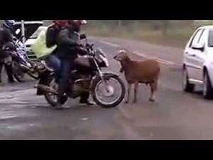 BODE DO KAMERAMERA!!!!