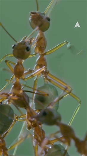 Did you know that green ants have the ability to spray formic acid? These formidable architects defend their kingdom by ejecting formic acid from their abdomens as a defence tactic 💥 This week is Bugs in My Backyard Week, and we’re encouraging everyone to step outside and explore! If you spot a green ant this week, make sure to 📸 and upload it to iNaturalist.org 🥳 🐛 #bimby #bugsinmybackyard #ant #greenant #ausgeo #insects | Australian Geographic
