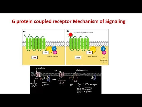 G Protein Coupled Receptors | GPCRs | G-protein signaling |