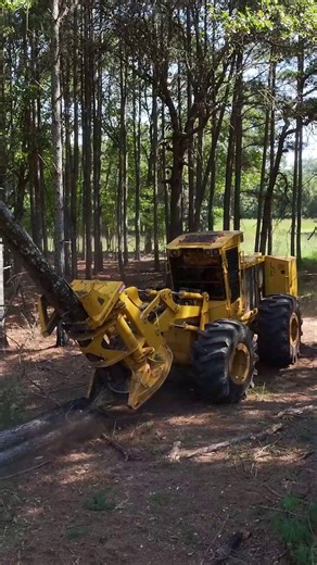 Watch the Tigercat 724H drive-to-tree feller buncher equipped with a 5500 felling saw working in a thinning application in Georgia. With ample power and a longer footprint, the 724H feller buncher benefits from added stability and increased responsiveness. Well suited to a wide range of demanding, high production logging operations. | Tigercat Industries