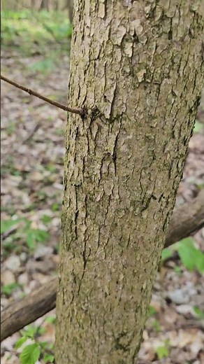 How to Identify an Elm Tree in Less Than a Minute