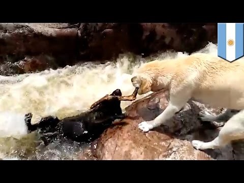 Epic dog rescue: video appears to show yellow lab rescue his pal from raging river rapids - TomoNews