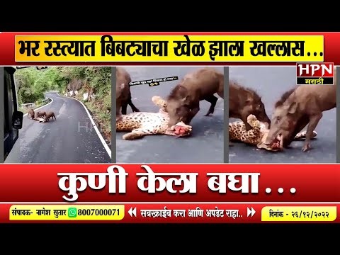 भर रस्त्यात बिबट्याचा खेळ झाला खल्लास... कुणी केला बघा... । Viral Video । HPN Marathi NEWS