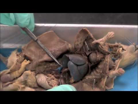 Rat dissection-- Thoracic Cavity & circulatory system