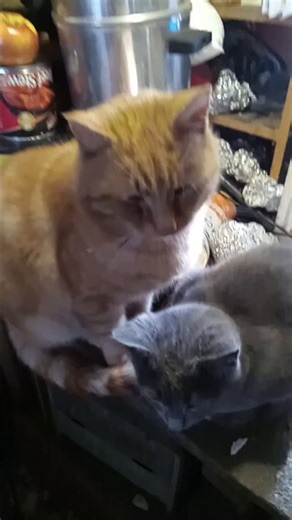 Throwing Things on Instagram: "Lick your lips kitty"