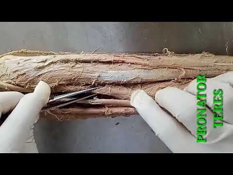 QUICK REVISION OF UPPER LIMB DISSECTION FOR ANATOMY VIVA / PRACTICAL PART-1 - BY DR MITESH DAVE