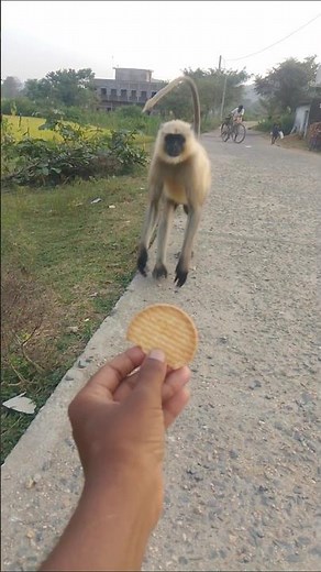 रोड के पार से दौड़कर आए हनुमान जी बिस्कुट खाने! Viral 😍