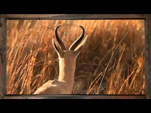 Wildlife - Springbok