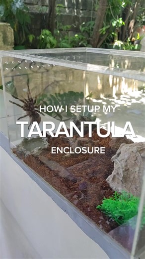 Tarantula Enclosure Setup Guide
