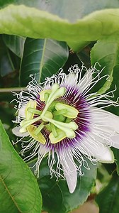 1.8K views | Beautiful Flowers  | Local Celebrities+ | Facebook