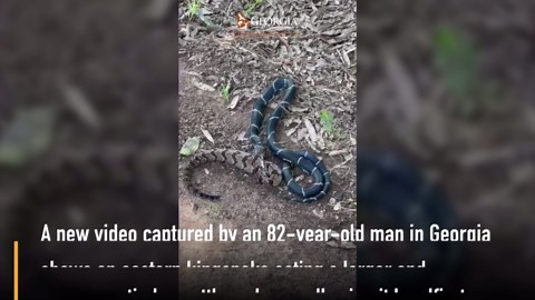 It’s a snake eat snake world out there