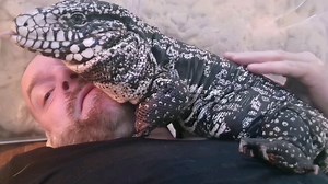 My tegu is more like a dog than a lizard
