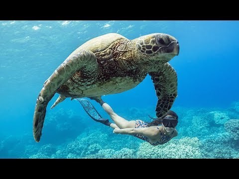 PADI Learn to Freedive