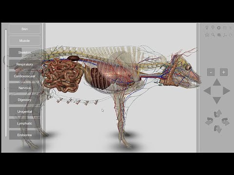 3D Pig Anatomy v2.0
