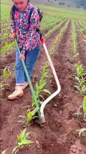 Injection process of nutrient solution for corn seedlings