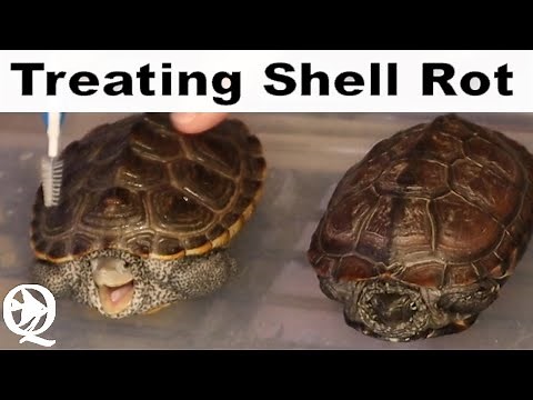 How To Fix Shell Rot On A Turtle