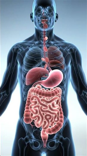 How Food is Digested in the Human Body 🍽 | 3D Transparent Anatomy Animation