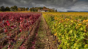 15 Inspiring Homestead Farm Design Ideas | Homesteading