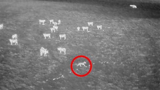 Drones blasting AC/DC used to protect cattle from wolves