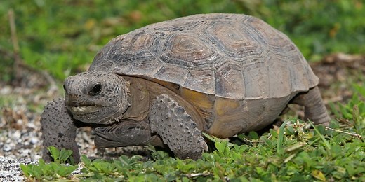 How to Get Rid of a Gopher Tortoise Digging Your Property?