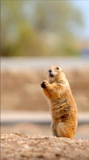 Prairie Dog Eating Sounds 🧡