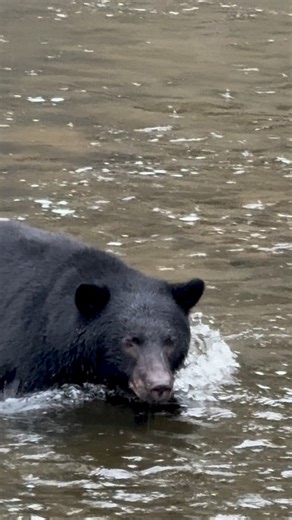 🐻 A coastal black bear fishing for salmon on a rainy day in British Columbia, Canada. . . . . . . #blackbears #bearvideo #sharecangeo #bears #wildlifevideo #bearcubs #salmonrun #bearfishing #wildlifereels #exploreBC #britishcolumbia #canada #blackbear #fishing | Tony Joyce Photography