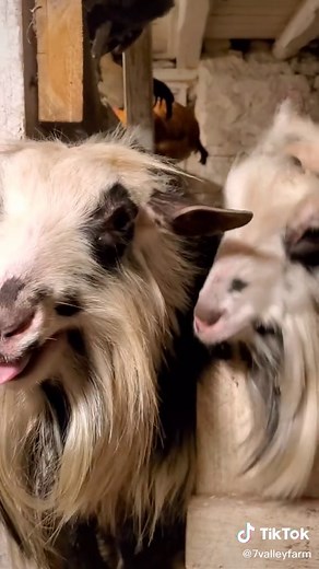 Heith Doyle on TikTok